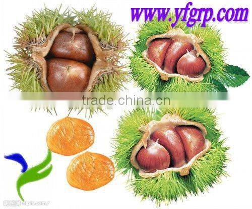 china fresh chestnut in shell