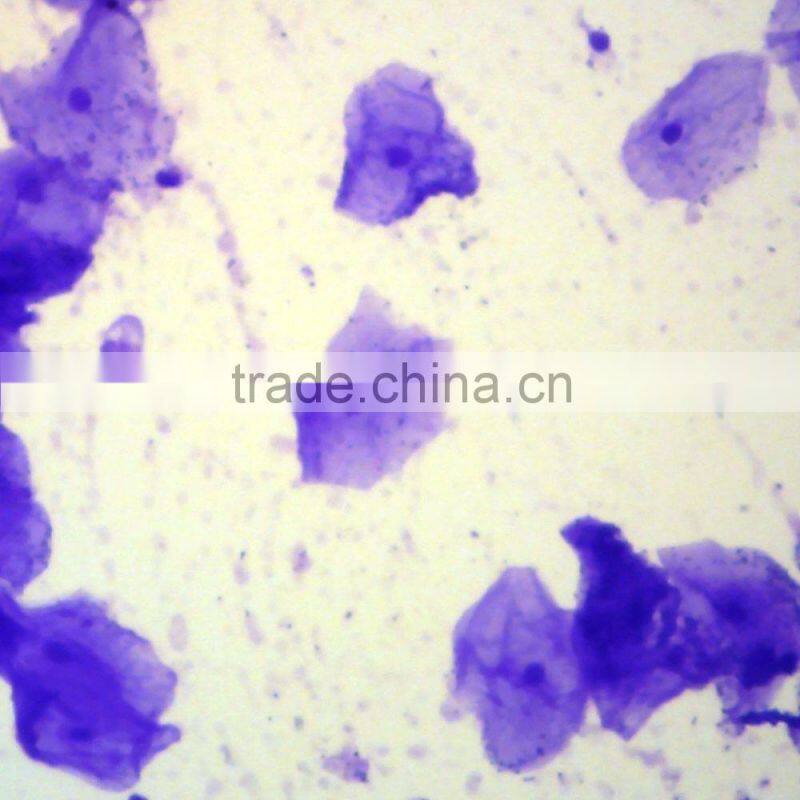 50pcs human and animal parasitology slides set