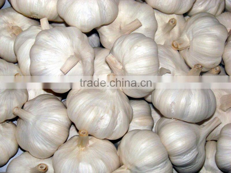 Vietnam white Garlic