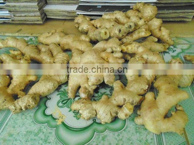 VIETNAM GINGER