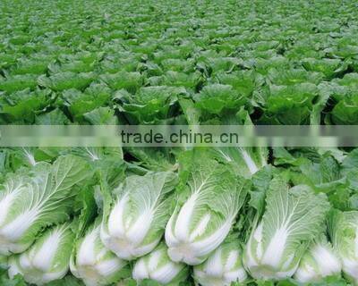 CHINESE FRESH GREEN CABBAGE FLAT TYPE LONG SHAPE