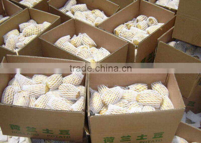 NEW FRESH HOLLAND POTATO in hot sailing