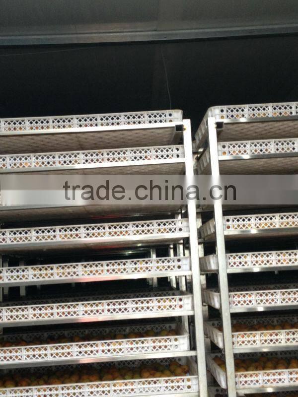 Top Quality Organic Dried Tomato