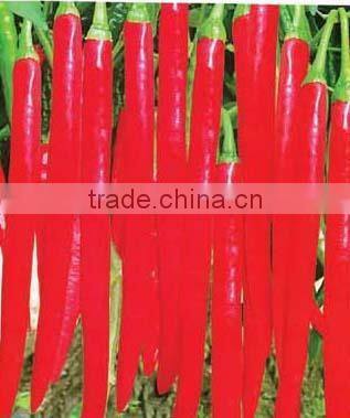 Hybrid Red Chili seeds pepper seeds for growing-PS010A