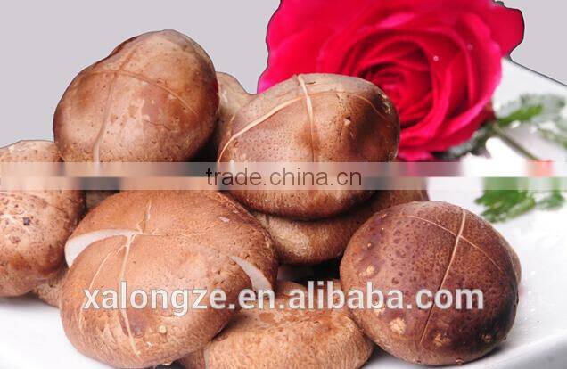 Nutritional Shiitake Mushroom Powder Extract with Polysaccharide 5-60%