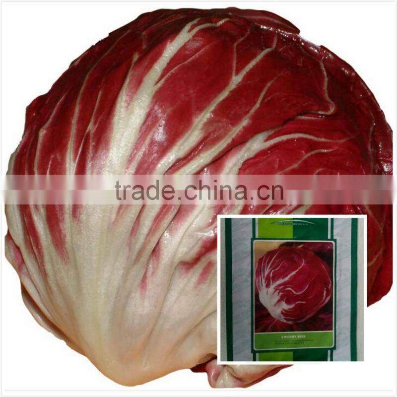 Red ball chicory seeds Red No 2