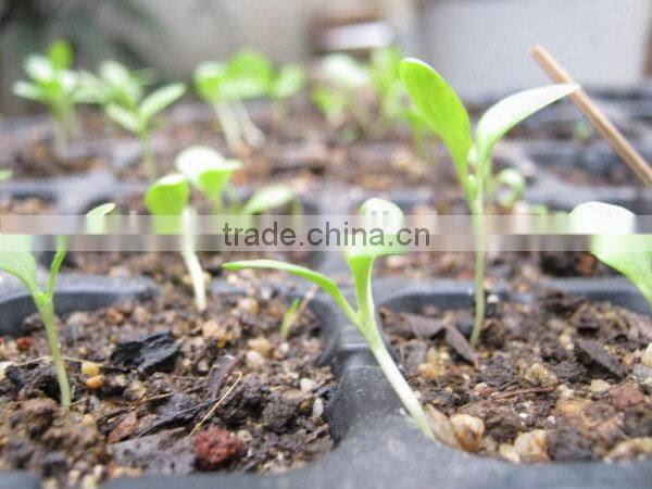 Newest top quality hydroponic rice seedling tray