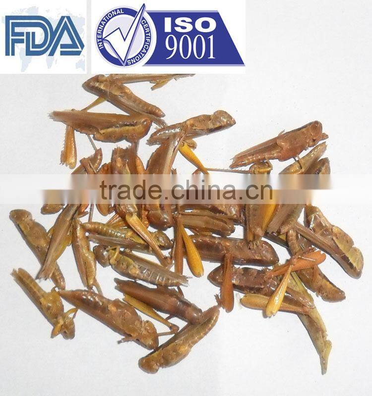 animal feed dried grasshopper