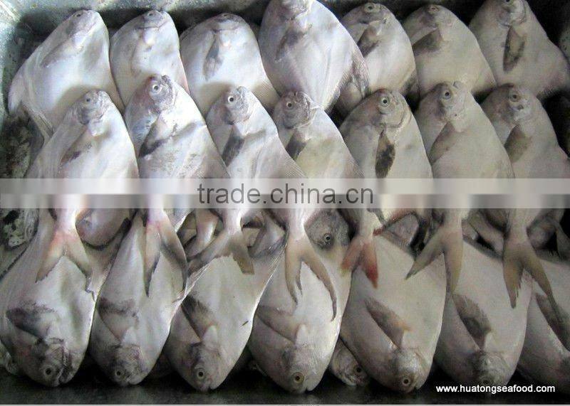 frozen grey pomfret(butterfly fish)80-100g