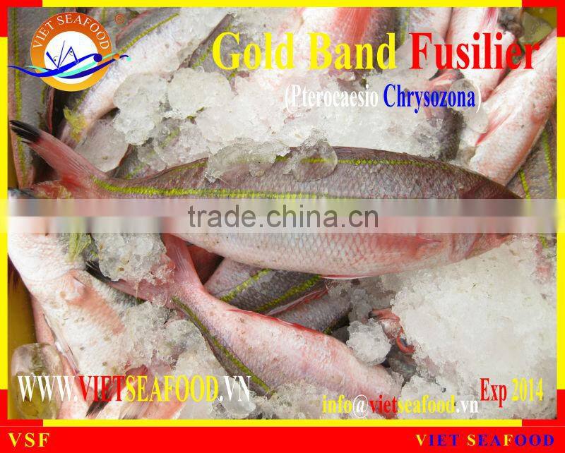 FROZEN GOLD BAND FUSILIER