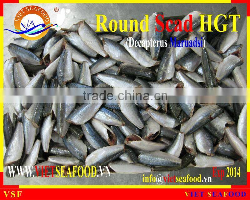HGT FROZEN ROUND SCAD