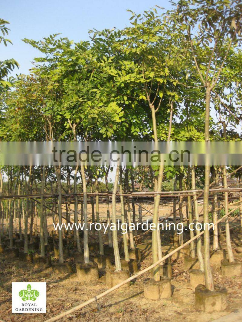 Cassia fistula yellow flower trees