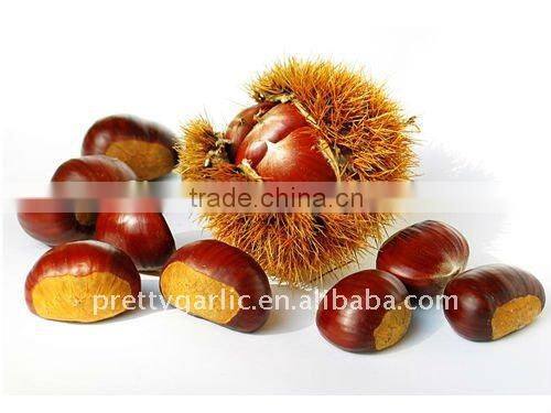 Chinese fresh chestnuts
