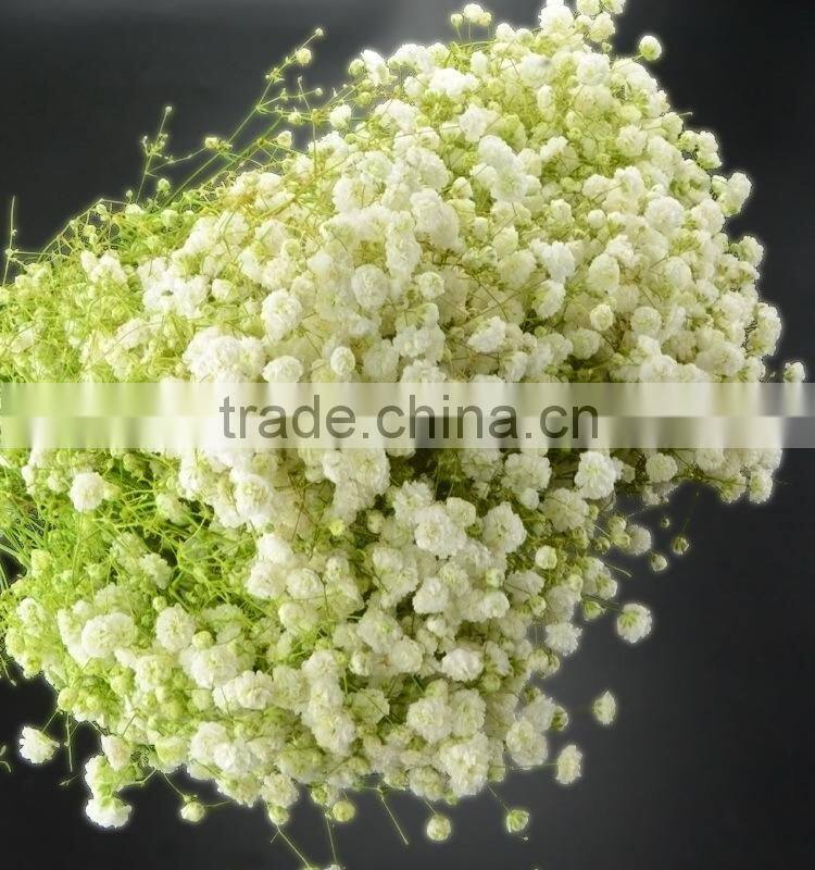 Fresh color unique flower gift gypsophila