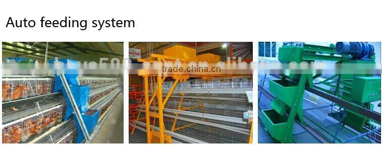 automatic chicken feeding system
