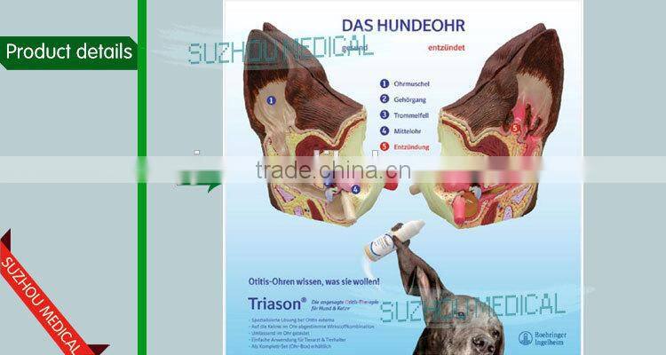 Biological Teaching Aids Anatomic Dog Ear Model