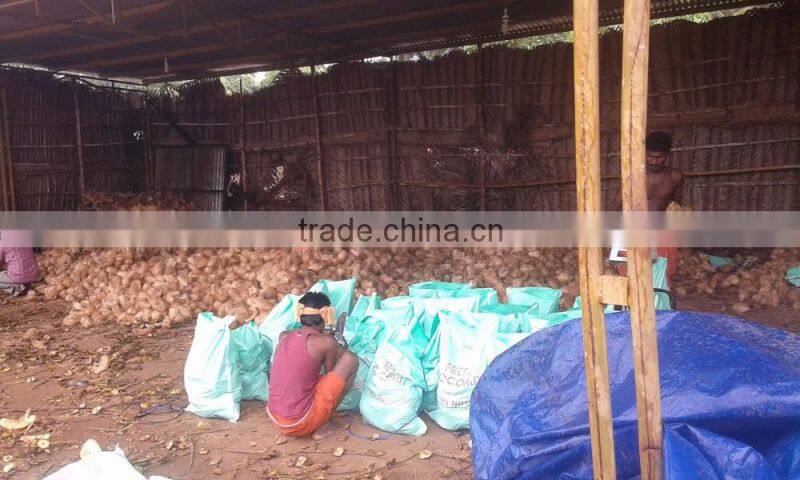 Semi Husked Coconuts