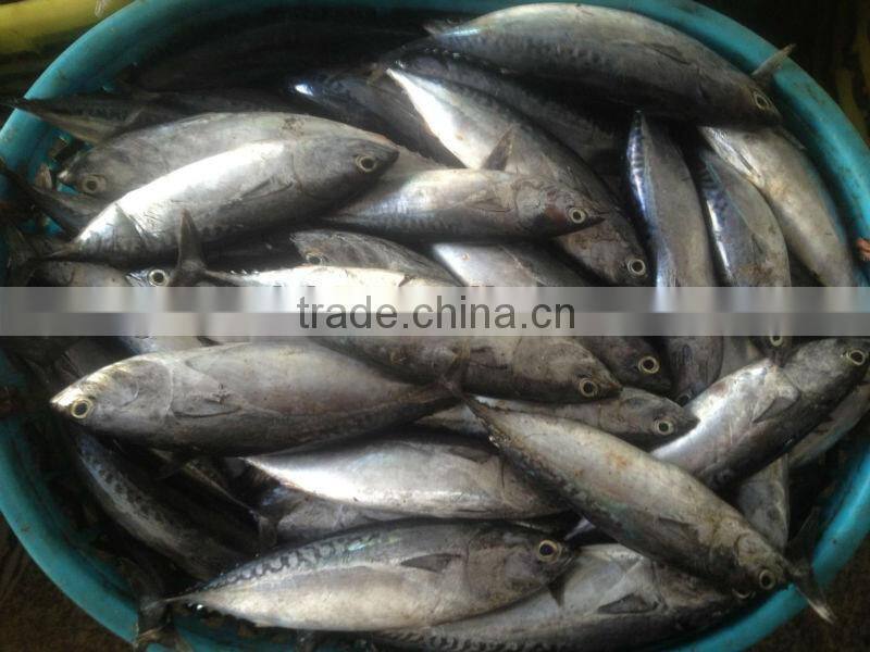 TOP Qualiyt 750g up frozen bonito tuna for market