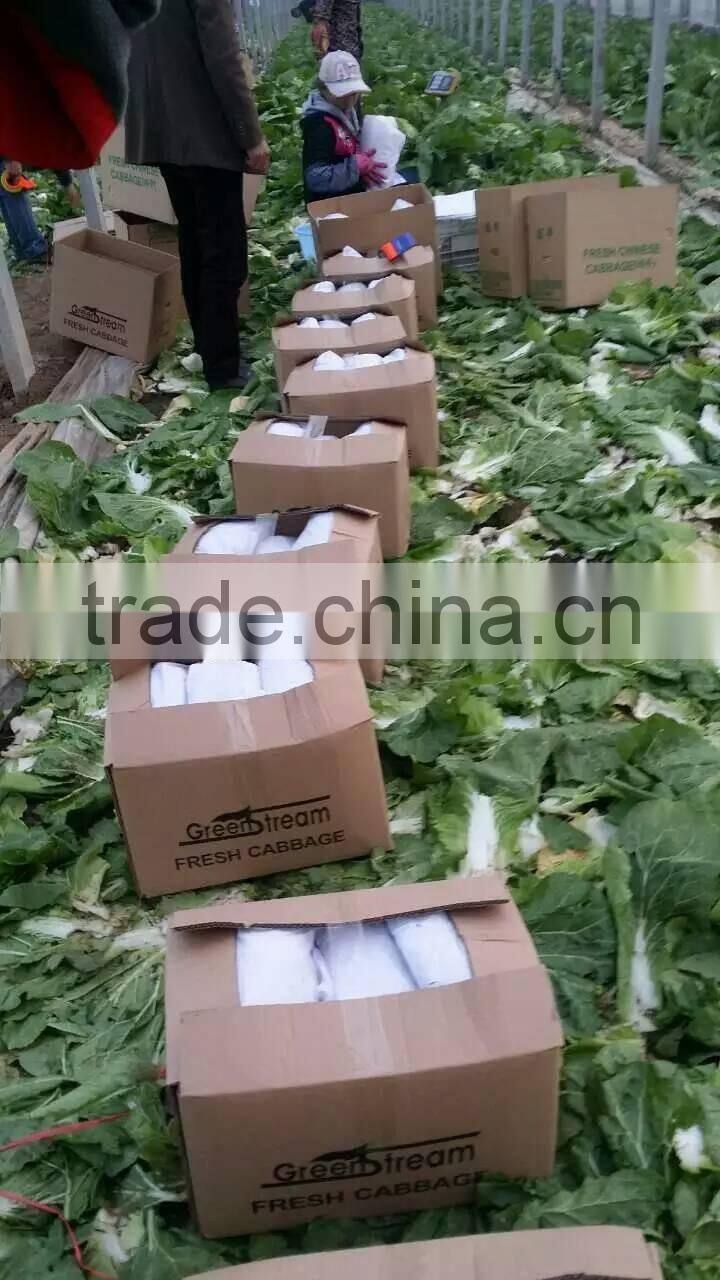 fresh new crop chinese cabbage