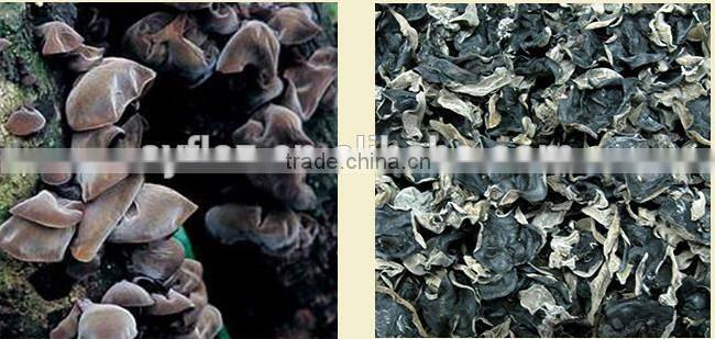 Dried Jew's Ear/ Wood ear mushroom/Cloud ear fungus