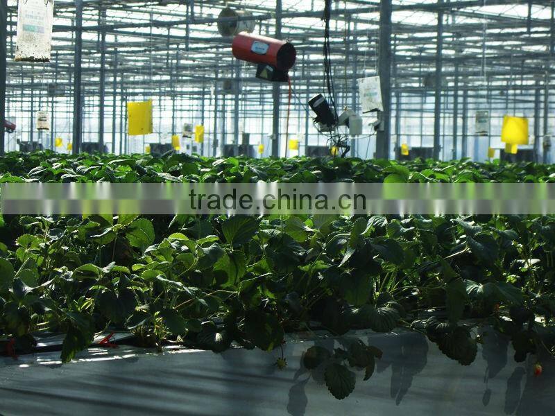 Pheromone lure of Diaphorina citri and trap set