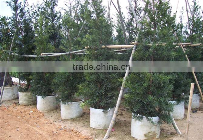 smart fabric grow bag non woven grow bag