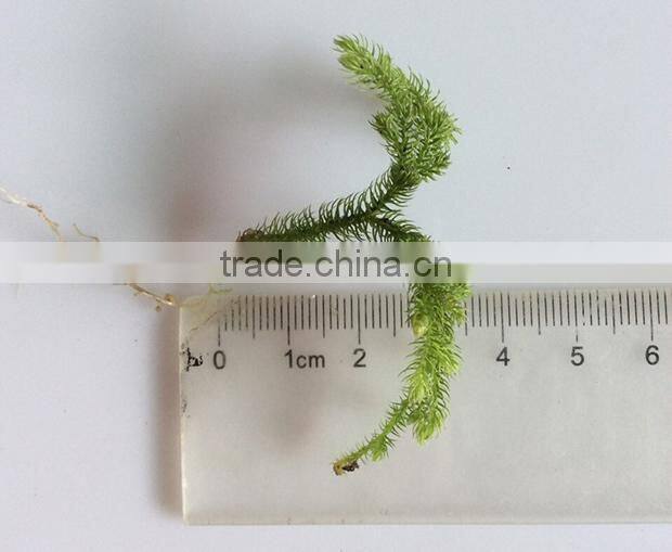 DIY accessories natural moss decorative green moss for micro landscape