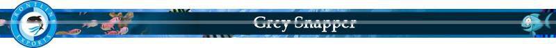 Best Selling Whole IQF Frozen Grey Snapper