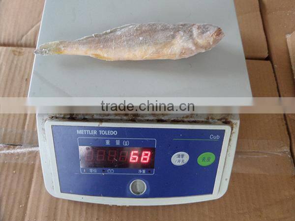 frozen wild yellow croaker IQF50-70g ,bulk in carton