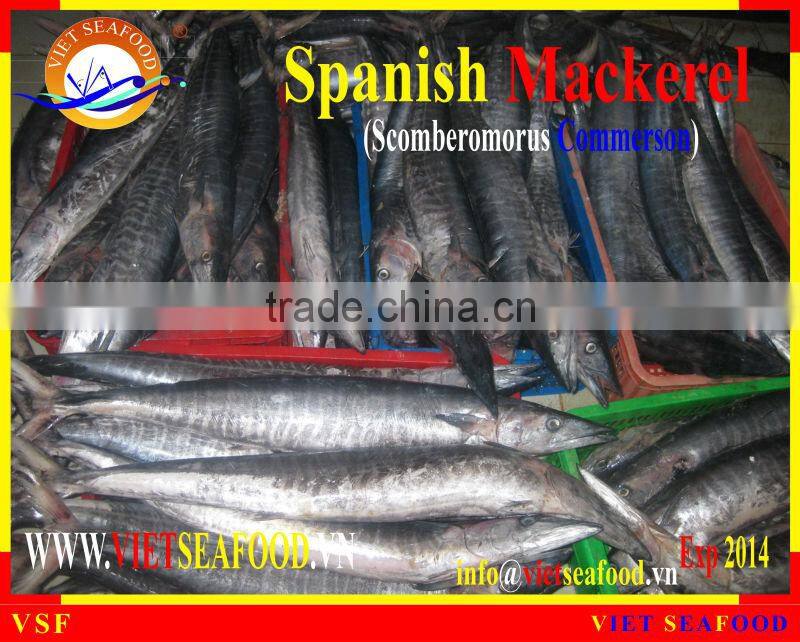 FROZEN SPANISH MACKEREL WHOLE ROUND