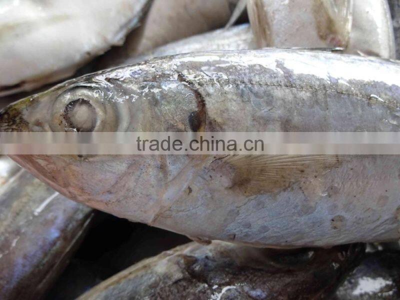 Best Price Fresh Big Eye fish Horse Mackerel