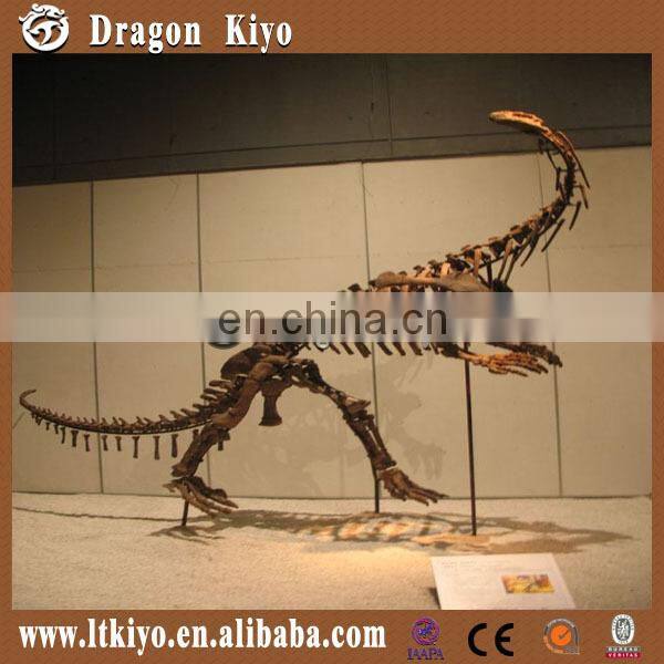 2016 outdoor equipment simulation dinosaur skeleton model for sale