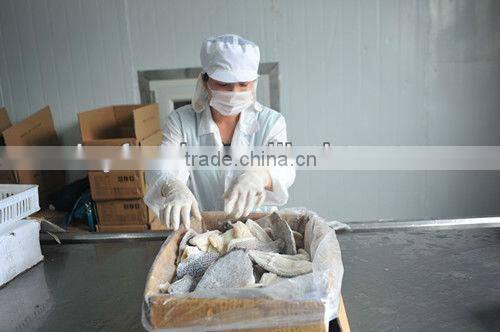 Frozen Ribbon fish WR