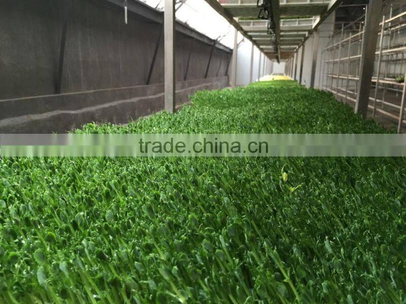 wheat/grass/bean growing machine, barley sprout machine Hydroponics Animal Fodder