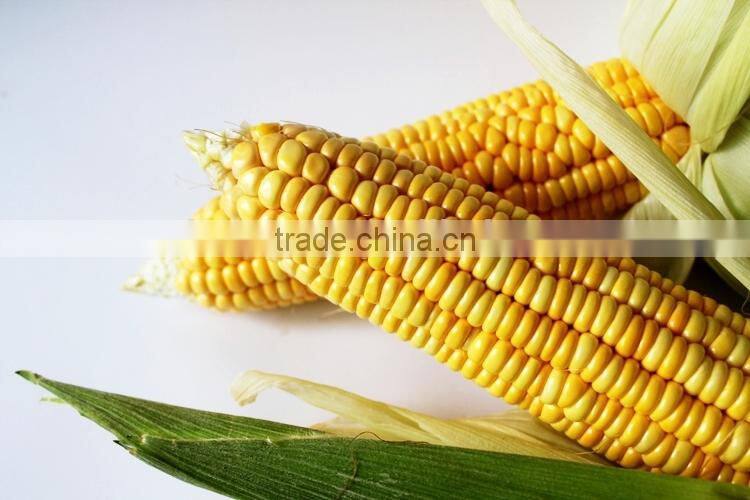 wholesale 340g Canned sweet corn Made in China