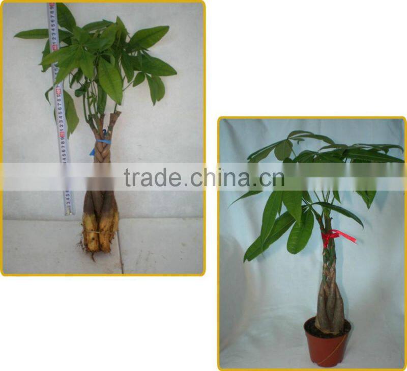80cm pachira five Braided tree birng luck pachira houseplant bonsai