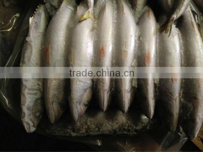 Frozen whole round mackerel size 200-300g/pcs for sale