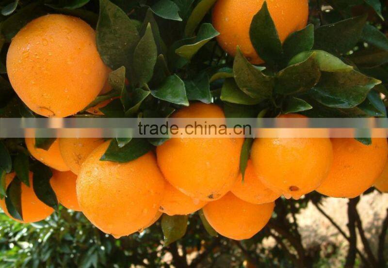 Fresh Gannan Navel Orange, best quality China Navel Orange