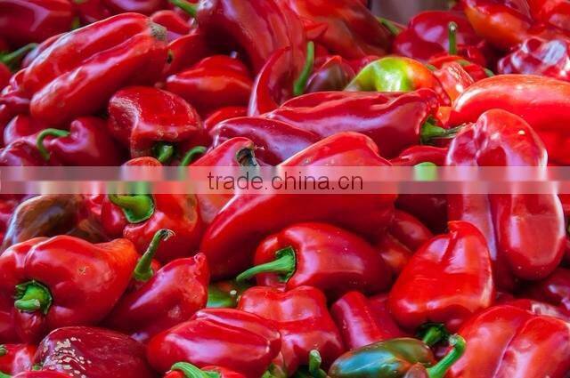 Capsicum Oleoresin 3.3 %, 6.6%, 10%, 30%, 40%, 60% - 80%