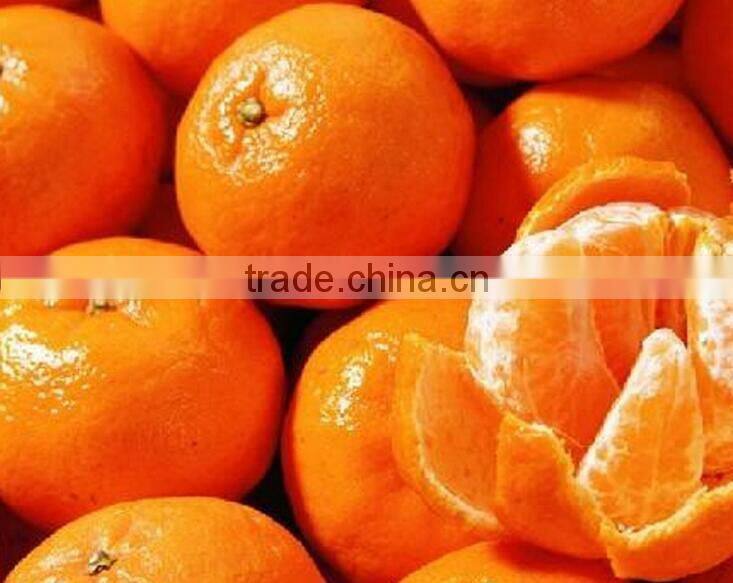 bright orange Color and Citrus Fruit Product Type mandarin orange