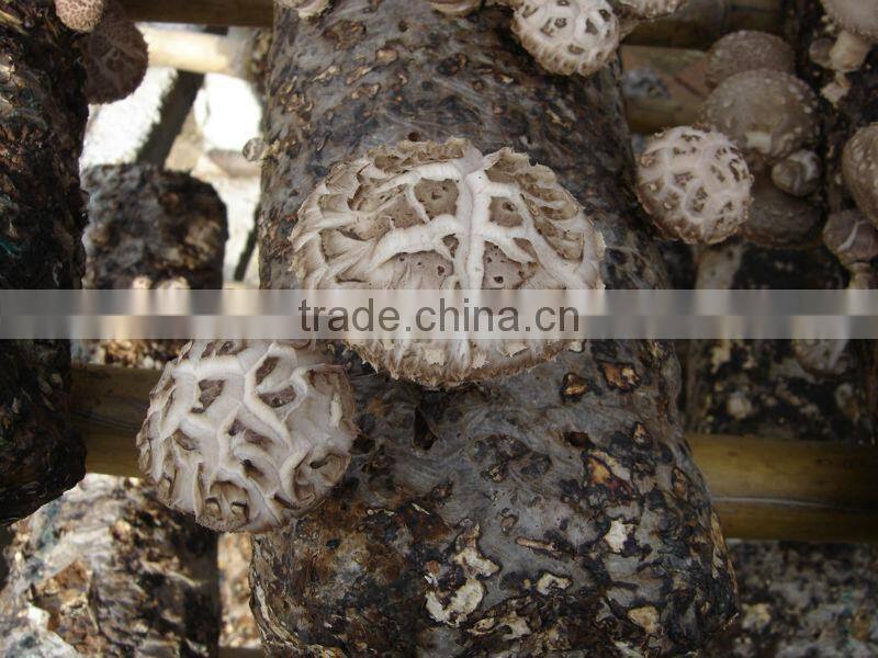 Chinese Cheap Dried Flower Mushroom