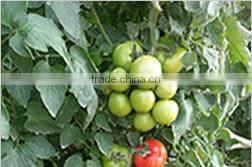 CU17 Ding f1 hybrid smooth green chinese cucumber seeds 16 to 18cm