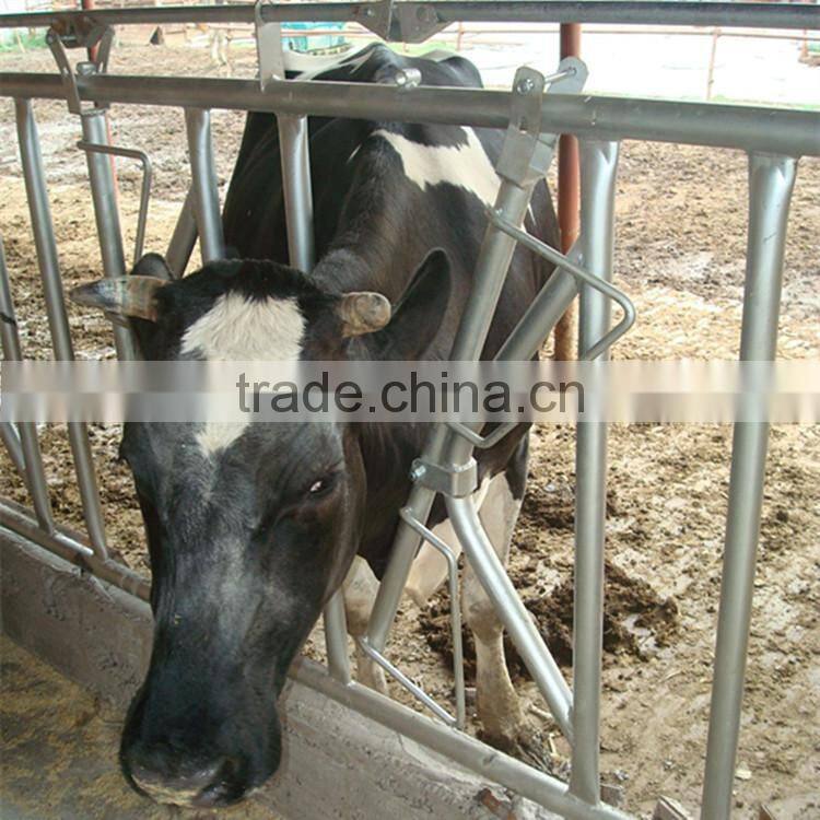 Cattle Beef Cow Project-Cow Head Locks Price for Sales