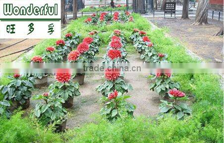 kelp meal organic fertilizer, plant food,sea kelp powder fertilizer