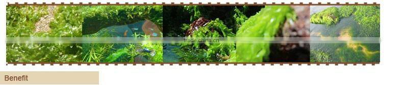Top application economical price organic seaweed based fertilizer