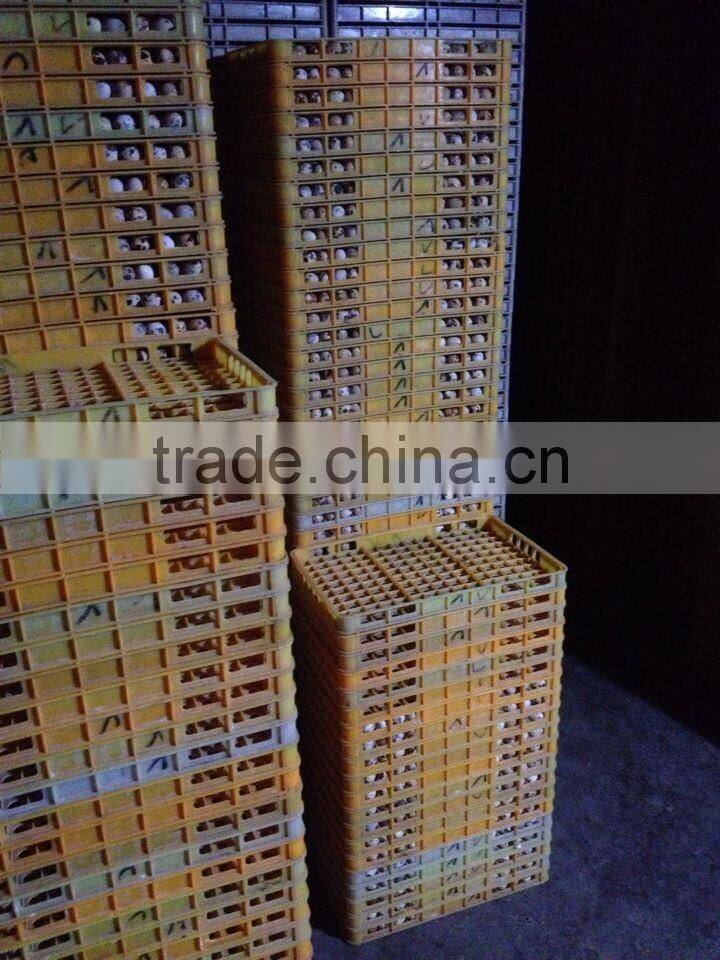 high quality quail eggs plastic tray for transportation
