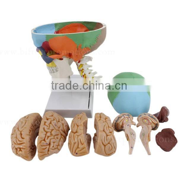 Vivid Human Body Anatomy Bone Plastic Skull Model