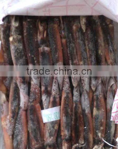 W/R Frozen Squid Argentina Illex Squid For Wholesale