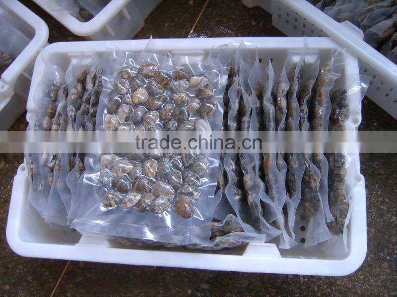 raw frozen short necked clam