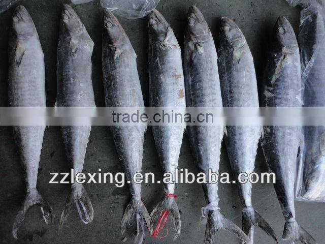 Frozen spanish mackerel,IQF,W/R,fresh